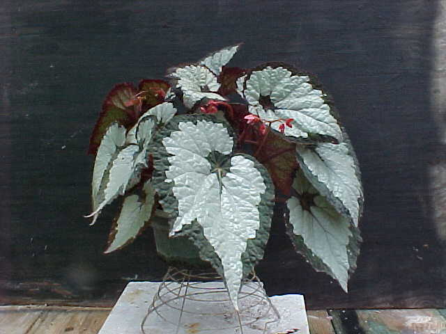 B. ‘Sexy Rexy’